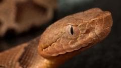 Snakes on the Pitch: World Cup Teams Battle Unexpected Opponents